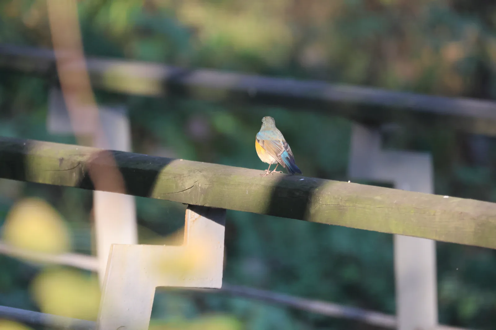 red-flanked-bluetail.jpg